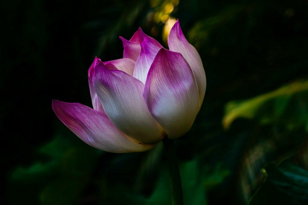 Flor de Loto - La flor de la Meditación