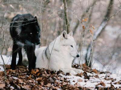 lobos