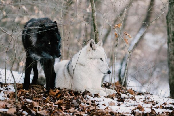 lobos